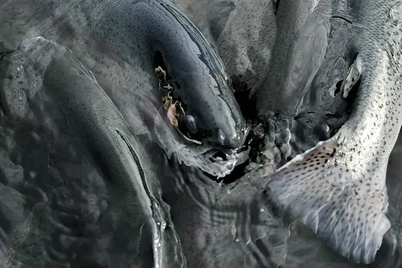 Ciągłość przepływu i czystość wody